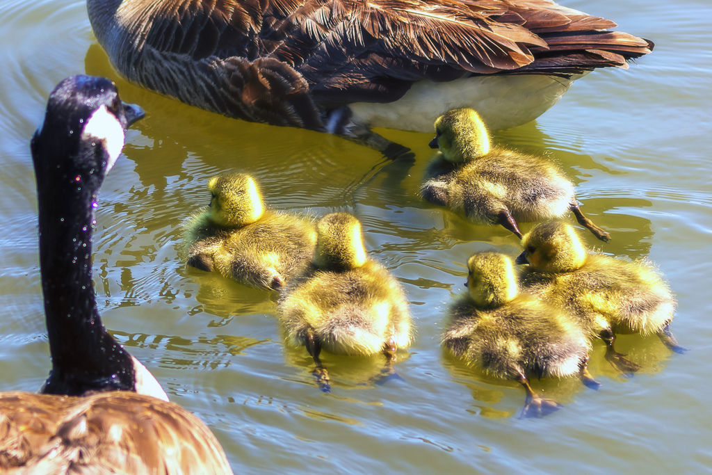 20190427Irvine水廠水鳥_3502-1.jpg