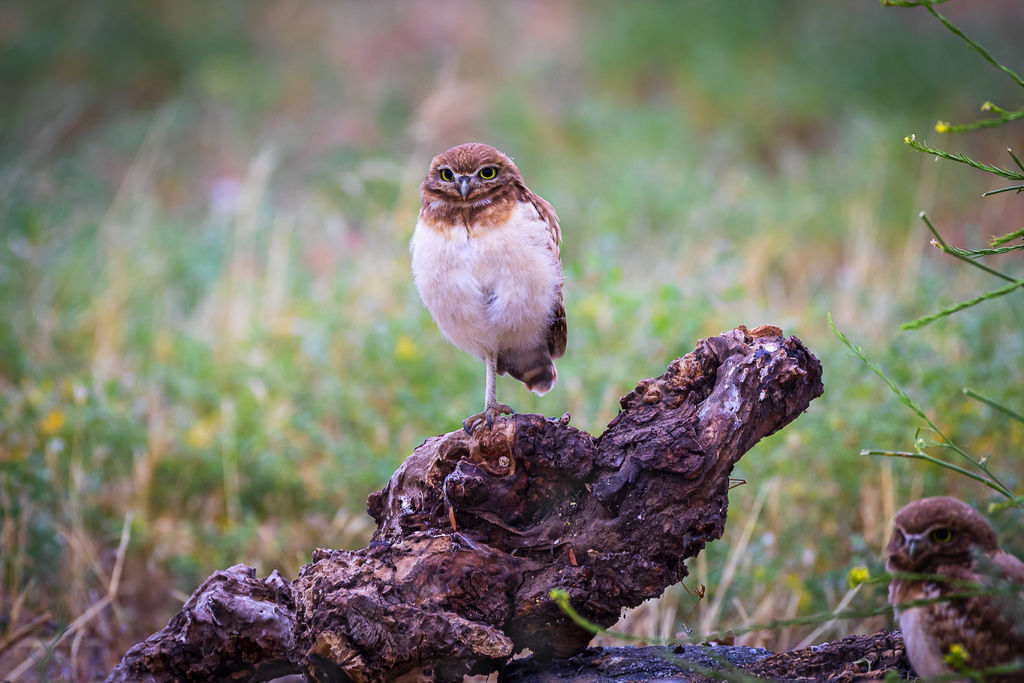 20190614Owl_6779-1.jpg 20190614Owl_6779-1.jpg