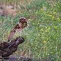 20190614Owl_8647-1.jpg