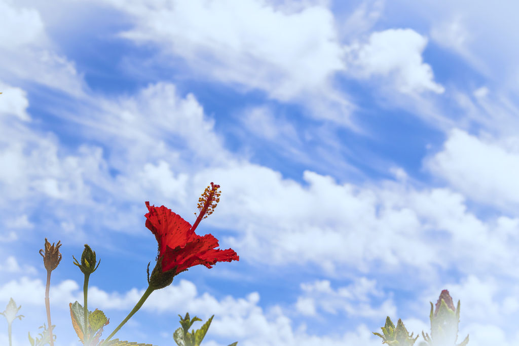 20190730空中雲彩_0454-1.jpg 20190730空中雲彩_0454-1.jpg