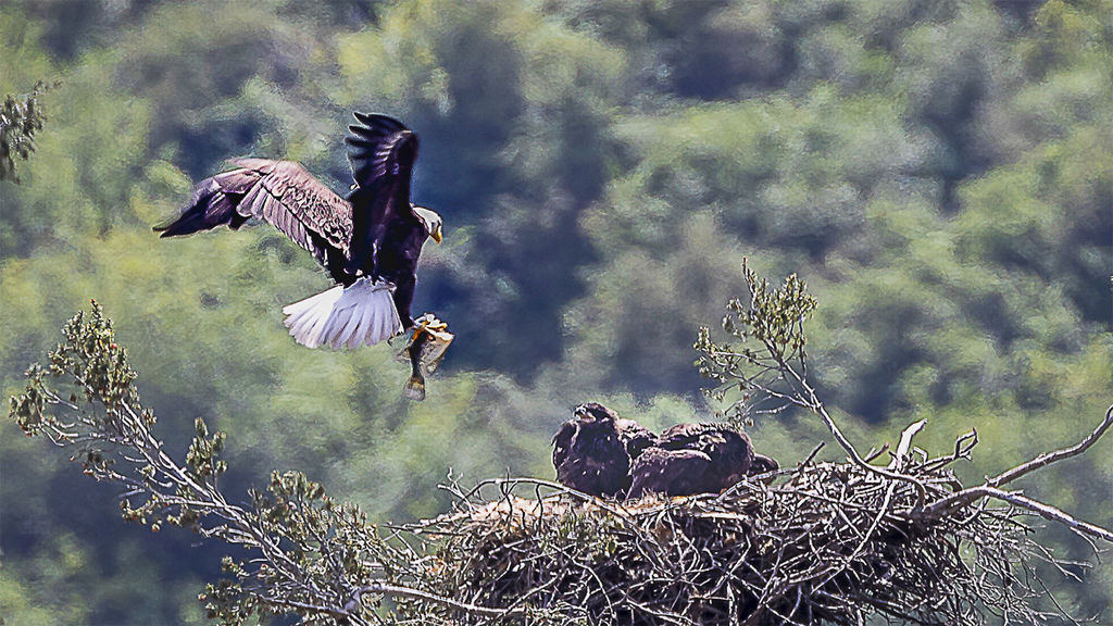 Return to nest brood after hunting