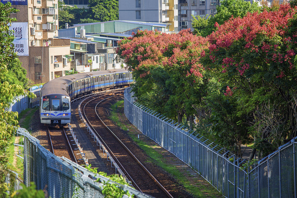 20191014捷運及台灣欒樹_9741-2.jpg