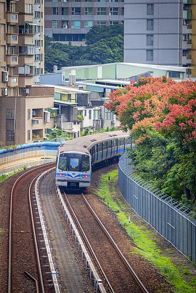 20191101204淡水捷運台灣欒花_1338-2.jpg