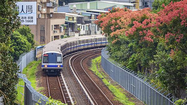 20191101204淡水捷運台灣欒花_1353-2.jpg