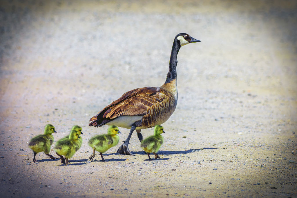 20190427Irvine水廠水鳥_3584-1.jpg 20190427Irvine水廠水鳥_3584-1.jpg