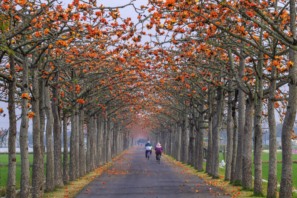 20200304木棉花道之晨_7530-1.jpg