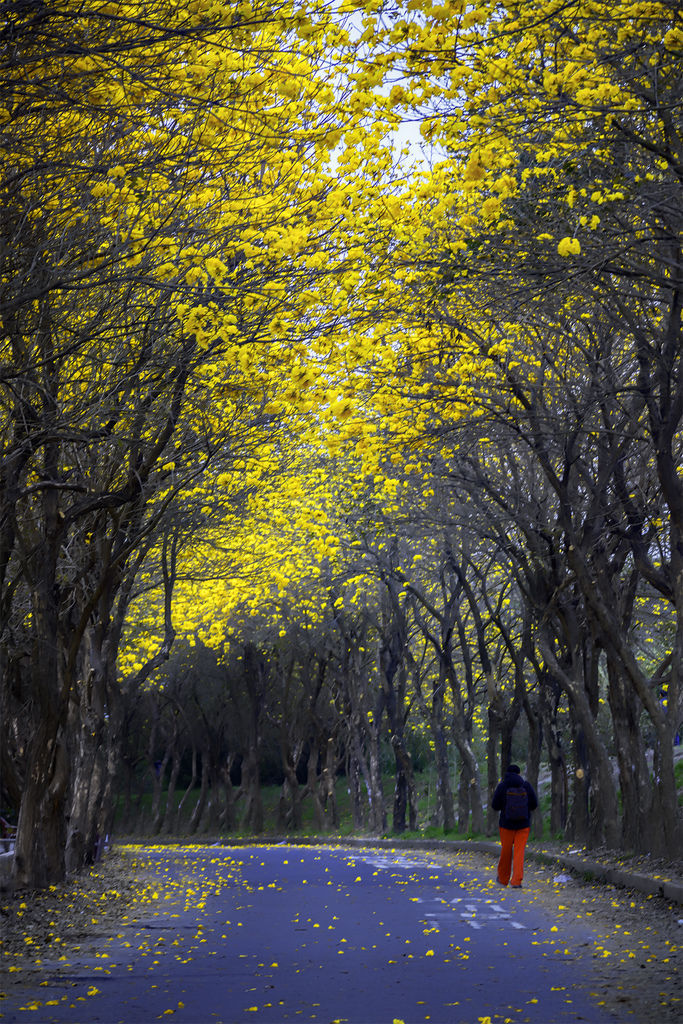 20200303黃花風鈴木_6732-2.jpg