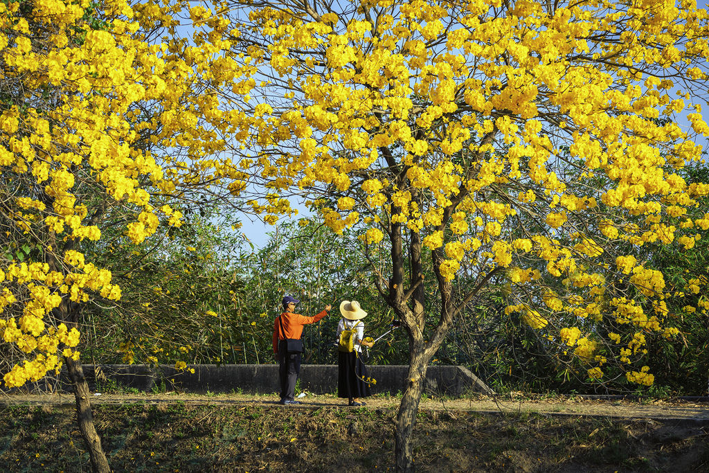 20200303黃花風鈴木_7324-2.jpg