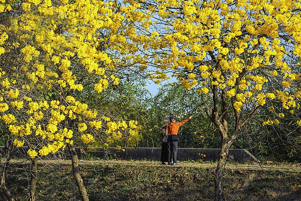 20200303黃花風鈴木_7343-2.jpg