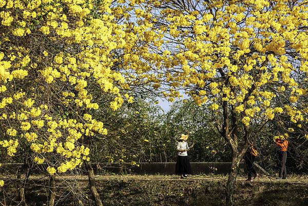 20200303黃花風鈴木_7289-2.jpg