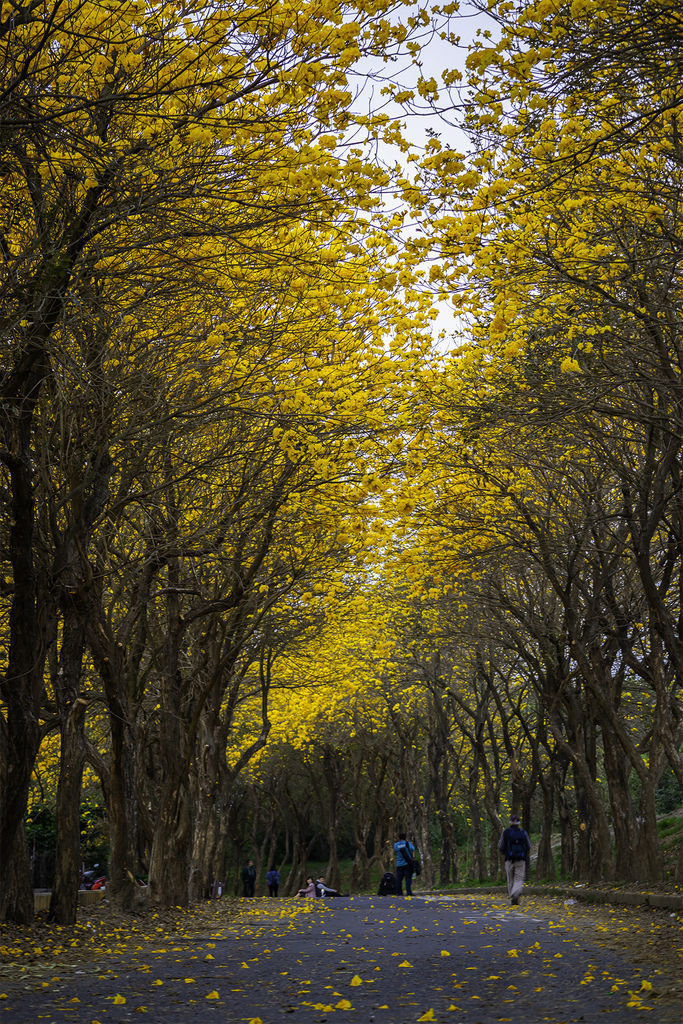20200303黃花風鈴木_6691-2-1.jpg