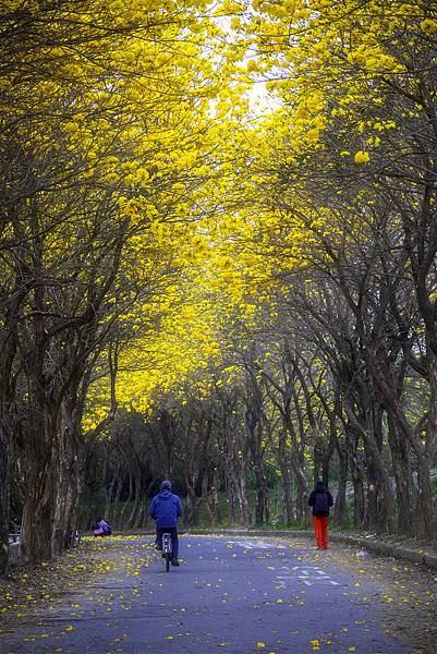 20200303黃花風鈴木_6736-2.jpg