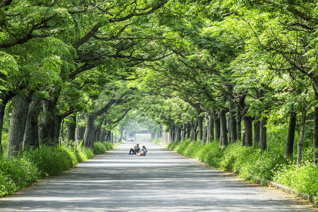 20200325苦楝樹隧道_9194-1-1.jpg 20200325苦楝樹隧道_9194-1-1.jpg