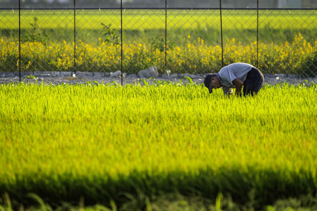 20200502梅山世外桃源茶園_8205-1.jpg