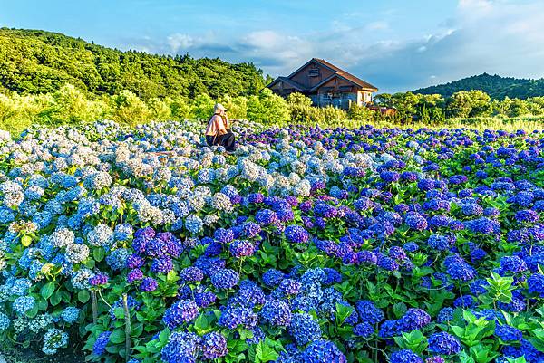 20200617竹子湖繡球花財福_8832-3.jpg