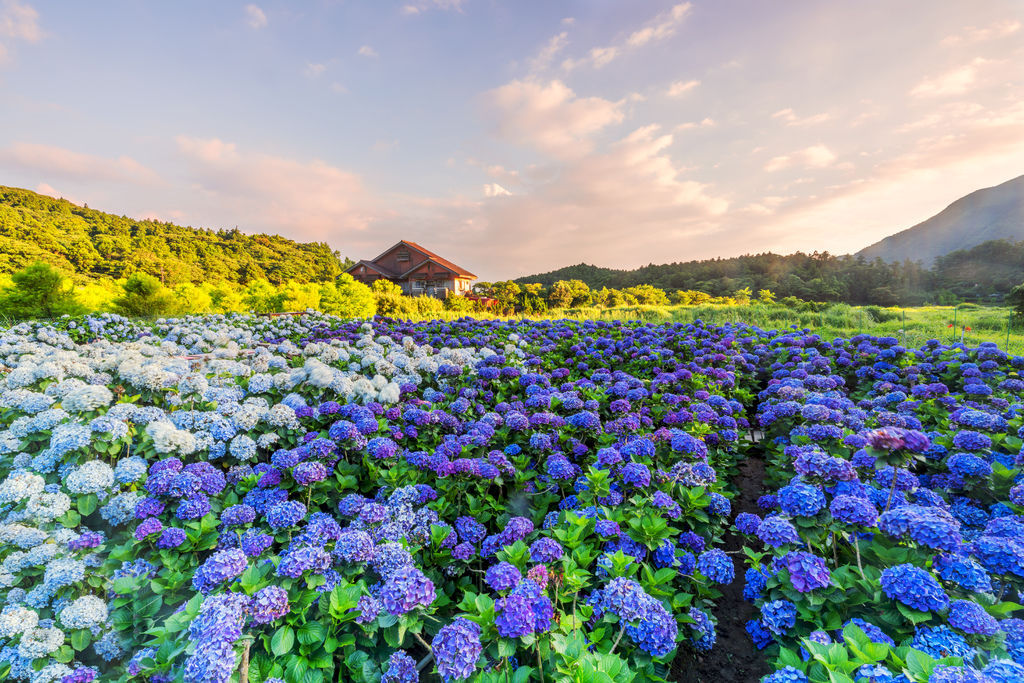 20200617竹子湖繡球花財福_8898-2.jpg