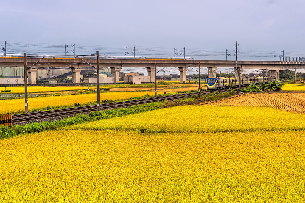 20200609白河阿勃勒與官田火車稻田_7354-2.jpg