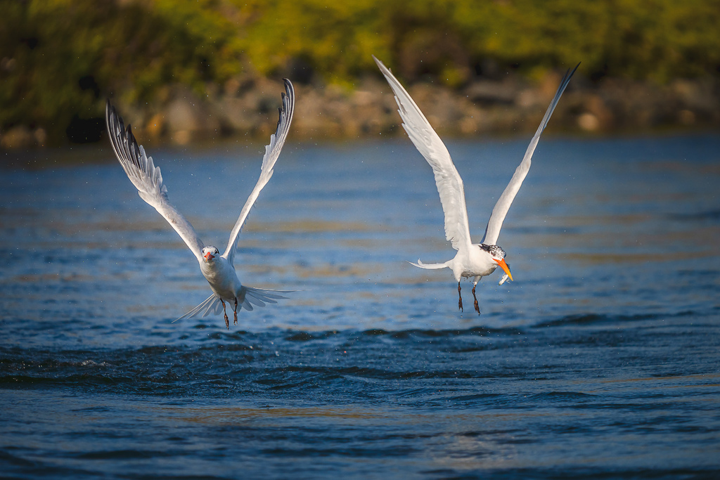 202007210003120200720Bolsa Chica燕鷗_8072-1.jpg 202007210003120200720Bolsa Chica燕鷗_8072-1.jpg