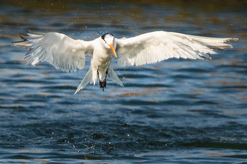 20200725燕鷗0004920200725燕鷗_8949-1.jpg 20200725燕鷗0004920200725燕鷗_8949-1.jpg