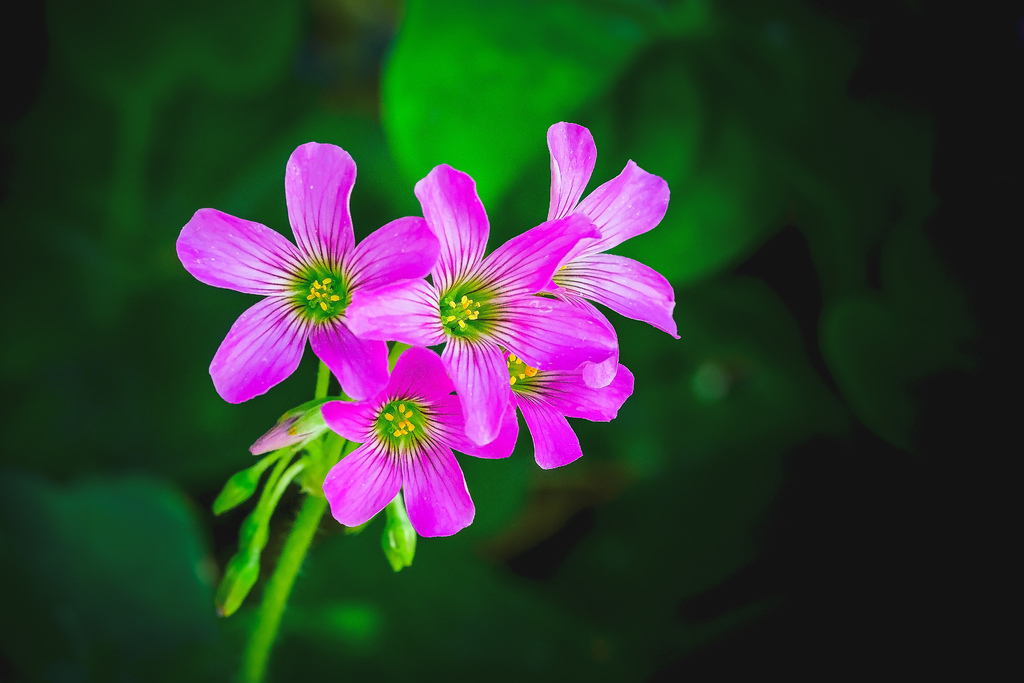 202009270013420200927後院花草蔬果_3562-1.jpg 202009270013420200927後院花草蔬果_3562-1.jpg