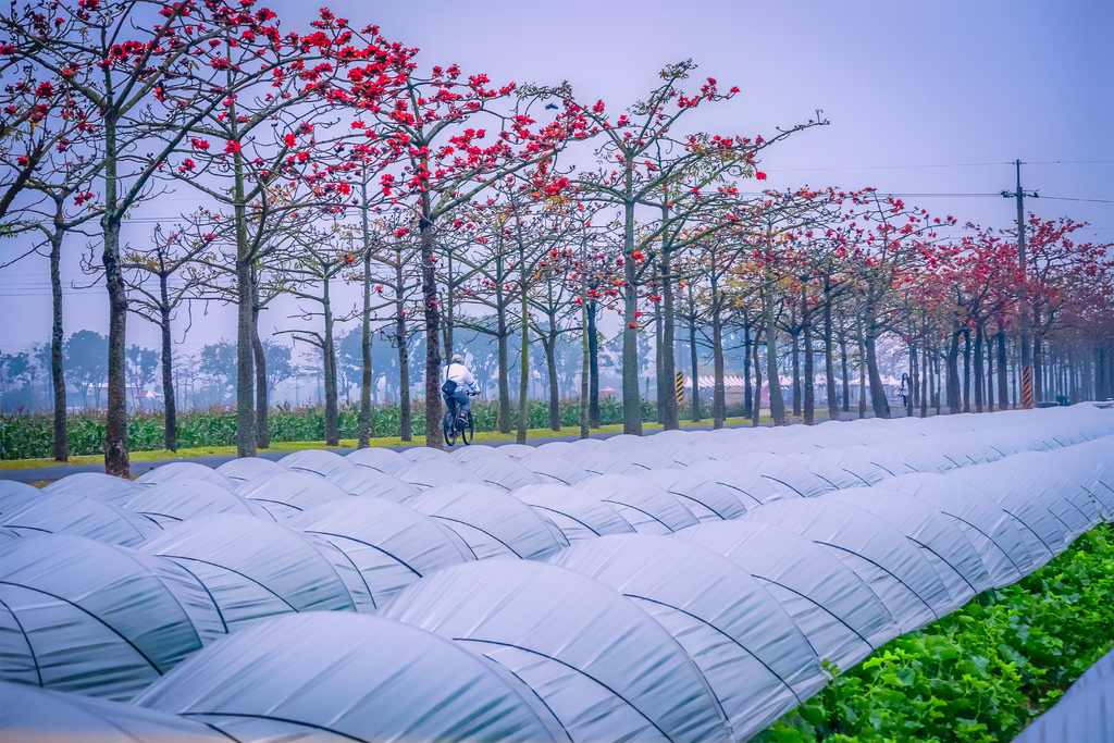 202010040015620200223白河木棉花道_1710-1.jpg