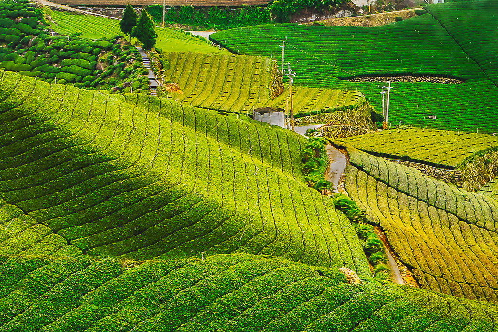 202010100024420200502梅山世外桃源茶園_8076-3.jpg 202010100024420200502梅山世外桃源茶園_8076-3.jpg