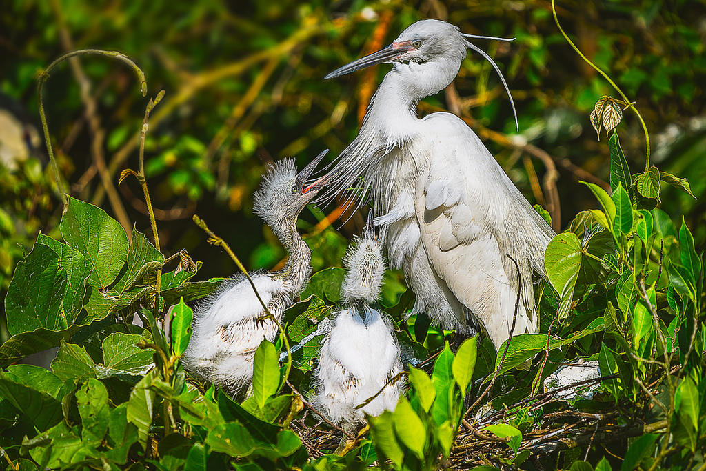 202010110027220200429坪林黃頭白鷺_6325-1.jpg 202010110027220200429坪林黃頭白鷺_6325-1.jpg