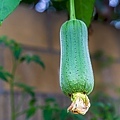 20201025後院絲瓜_5100-1.jpg