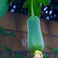 20201025後院絲瓜_5204-1.jpg