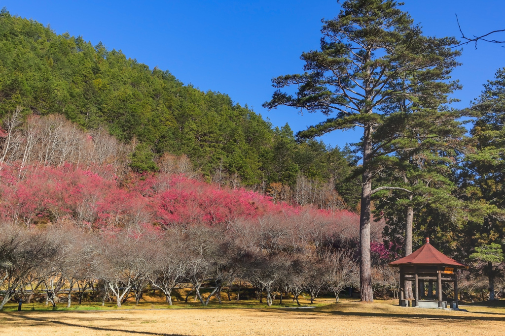 202102040047920210204武陵農場_9125.jpg 202102040047920210204武陵農場_9125.jpg