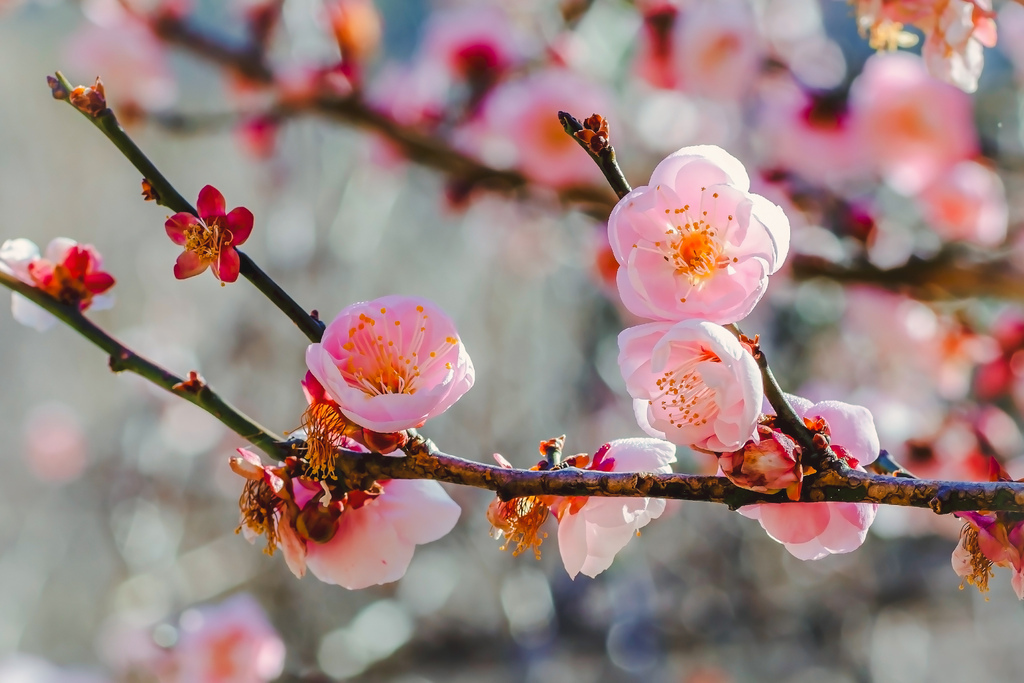 202102070048620210204武陵農場_9952.jpg 202102070048620210204武陵農場_9952.jpg