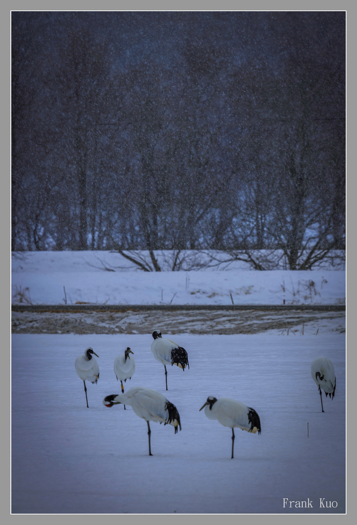 北海道丹頂鶴雪景_3928-1 拷貝 2.jpg