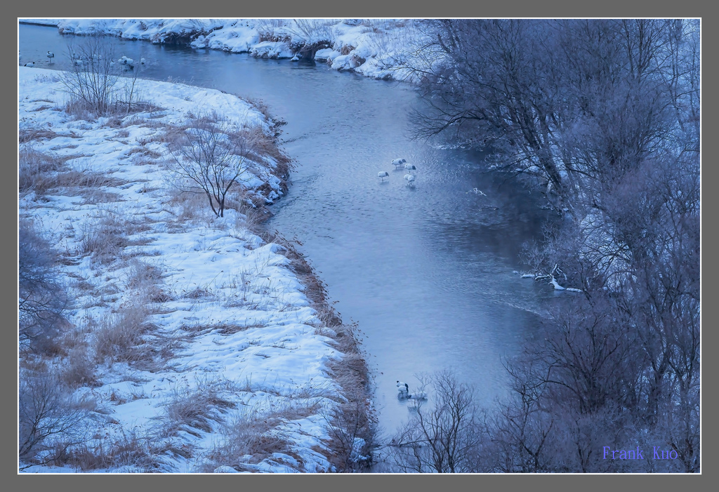 20230208頂頂鶴&虎海鵰之晨_0895-1 拷貝 2.jpg