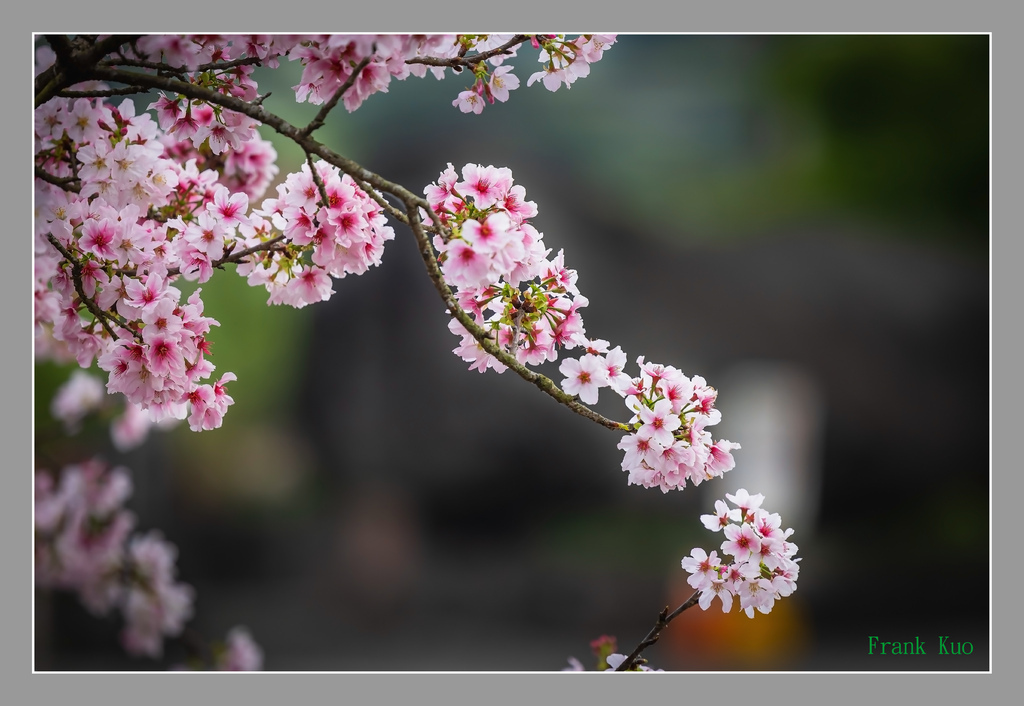 20230318 天元宮櫻花精選照片_1313-2.jpg