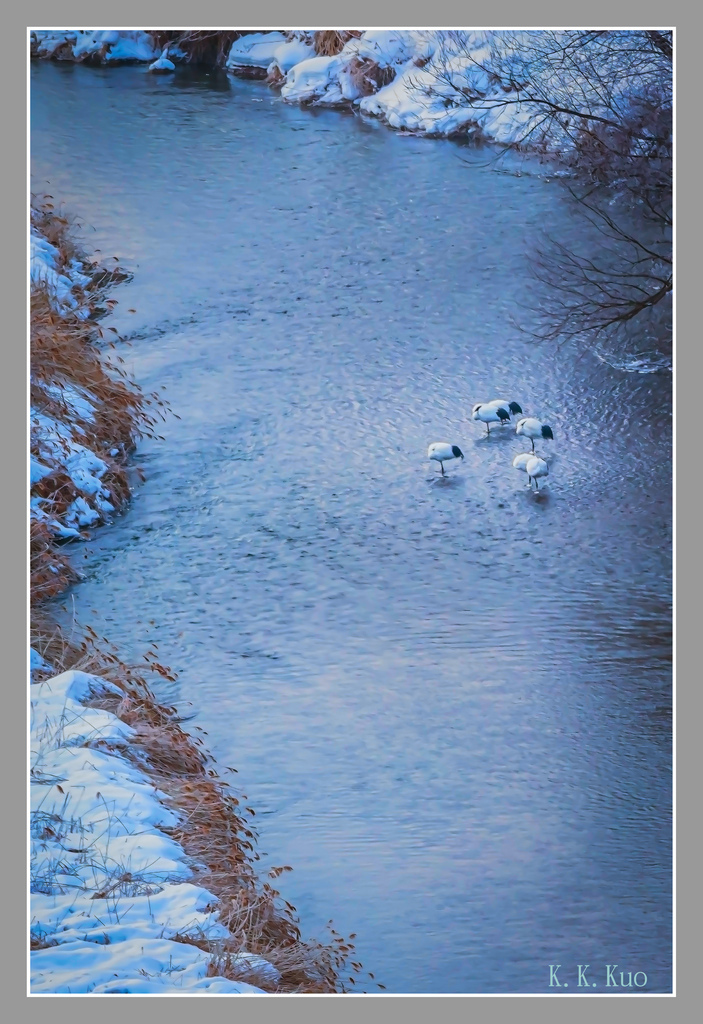 20230208頂頂鶴&虎海鵰之晨_0898-2.jpg 20230208頂頂鶴&虎海鵰之晨_0898-2.jpg