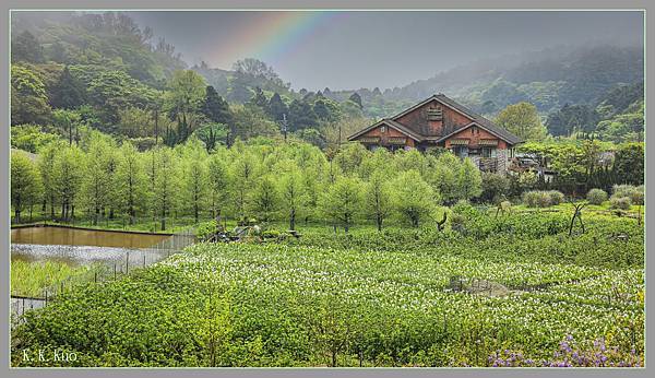 20230402竹子湖海芋_7130-4.jpg