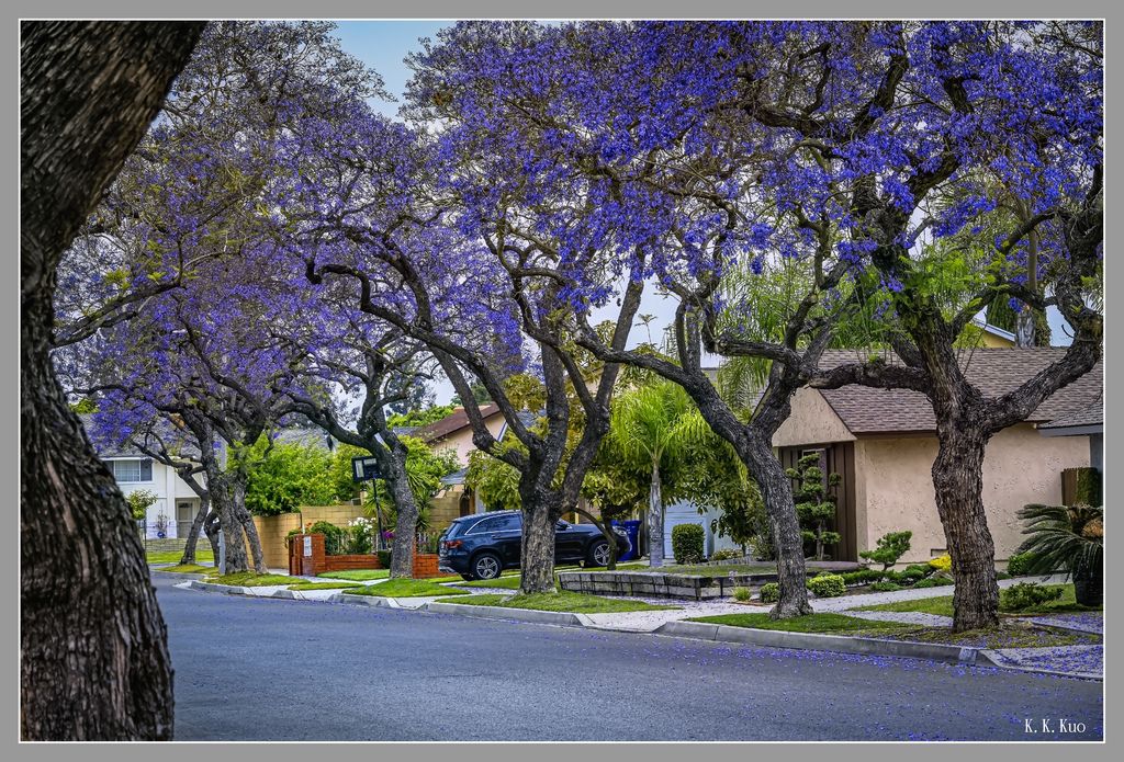 20230609社區藍花楹_4104-2.jpg 20230609社區藍花楹_4104-2.jpg