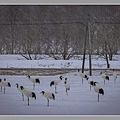 北海道丹頂鶴雪景_3738-1 拷貝 2.jpg