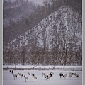 北海道丹頂鶴雪景_4226-3 拷貝 2.jpg