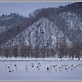 北海道丹頂鶴雪景_4481-2.jpg