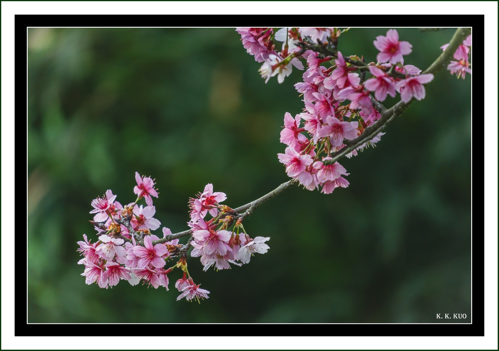 20240204天元宫櫻花_7688-2.jpg 20240204天元宫櫻花_7688-2.jpg