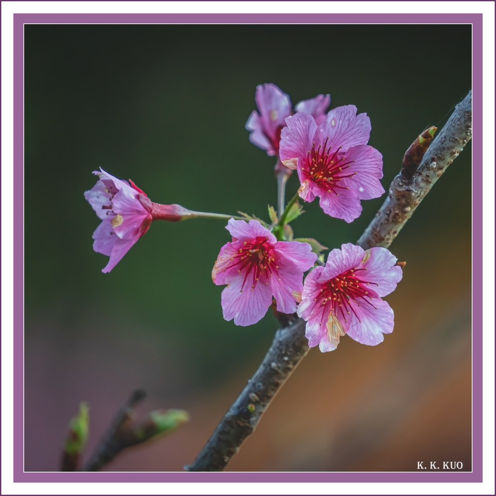 20240204天元宫櫻花_7779-2.jpg 20240204天元宫櫻花_7779-2.jpg