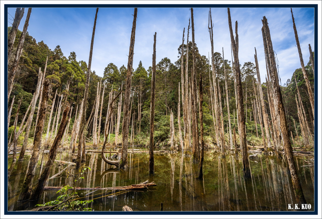 20250226杉林溪忘憂森林_1102-1 拷貝 2.jpg