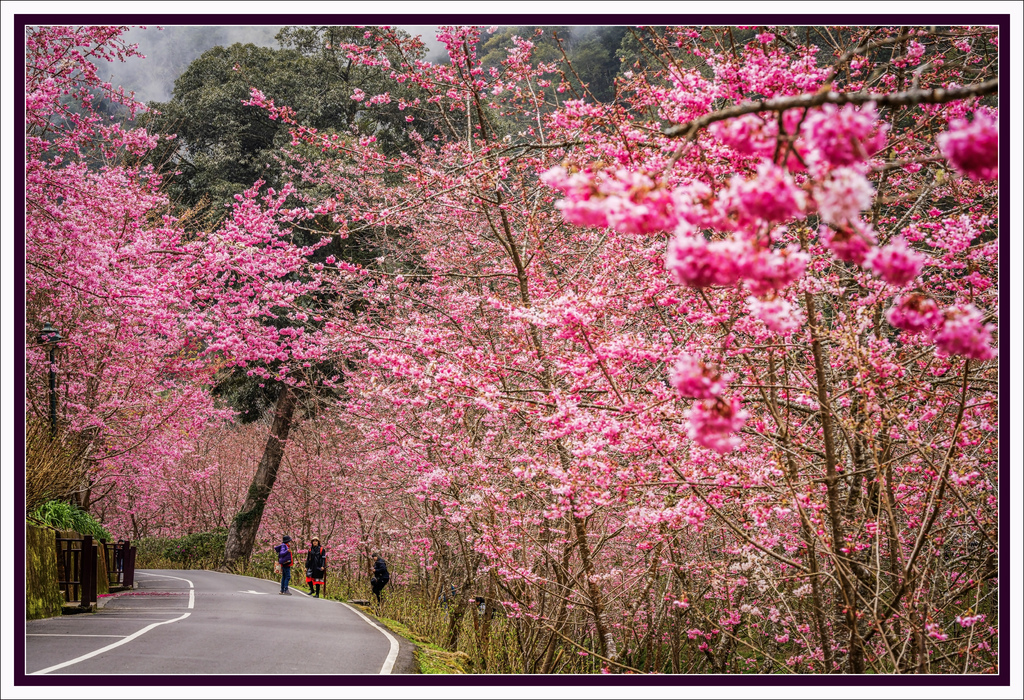 20250225杉林溪櫻花_0691-1 拷貝 2.jpg