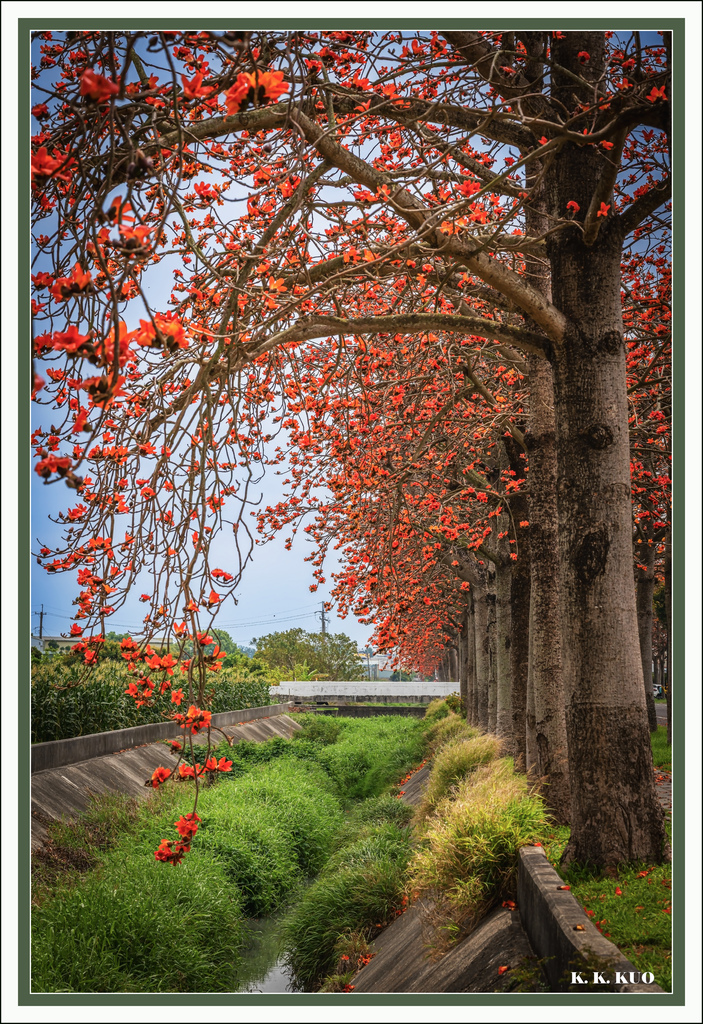 20250331虎尾木棉花道_5325-2.jpg