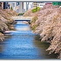 20250415目黑川櫻花_7244-1 拷貝 2.jpg