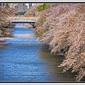 20250415目黑川櫻花_7241-1 拷貝 2.jpg