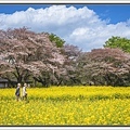 20250414昭和紀念公園_6826-1 拷貝 2.jpg