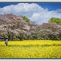 20250414昭和紀念公園_6821-1 拷貝 2.jpg