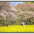 20250414昭和紀念公園_6804-1 拷貝 2.jpg